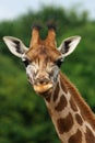 Close-up portrait of a young Rothschild Giraffe Royalty Free Stock Photo