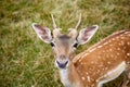 A close-up portrait of a young sika deer Cervus Nippon. Animal in a natural habitat on a background of grass. Large portraits Royalty Free Stock Photo