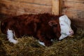 Close up portrait of young small alpine brown white spotted milk healthy cow lies on straw at the farm, background of wall of Royalty Free Stock Photo