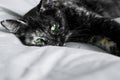 Close up portrait of young tortoiseshell cat lying on the gray blancket. Beautiful funny kitten with green eyes.