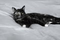 Close up portrait of young tortoiseshell cat lying on the gray blancket. Beautiful funny kitten with green eyes.