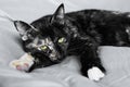 Close up portrait of young tortoiseshell cat lying on the gray blancket. Beautiful funny kitten with green eyes.