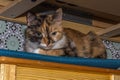 Close-up portrait of a young tricolor cat Royalty Free Stock Photo