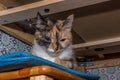 Close-up portrait of a young tricolor cat Royalty Free Stock Photo