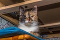 Close-up portrait of a young tricolor cat Royalty Free Stock Photo