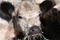 Close up and portrait of a young white angus cow looking at the camera with his mouth full of hay Royalty Free Stock Photo