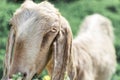 Close-up portrait of a young white goat looking at the camera. Anglo-Nubian breed of domestic goat