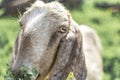 Close-up portrait of a young white goat looking at the camera and eating grass. Front view. Anglo-Nubian breed of domestic goat