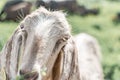 Close-up portrait of a young white goat looking at the camera. Front view. Anglo-Nubian breed of domestic goat