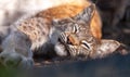 Close up portrait young Wild cat Lynx Lynx lynx Bobcat Royalty Free Stock Photo