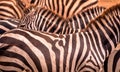 Close Up Portrait From A Zebra In Herd Of Zebras With Pattern Of Black And White Stripes. Wildlife Scene From Nature In Savannah,