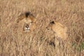 Close up portraits of adult male Sand River or Elawana Pride lion, Panthera leo, with cub in tall grass of Masai Mara with selecti