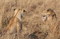 Close up portraits of adult male Sand River or Elawana Pride lion, Panthera leo, with cub in tall grass of Masai Mara with selecti