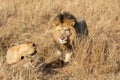 Close up portraits of adult male Sand River or Elawana Pride lion, Panthera leo, with cub in tall grass of Masai Mara with selecti Royalty Free Stock Photo
