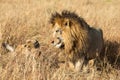 Close up portraits of adult male Sand River or Elawana Pride lion, Panthera leo, with cub in tall grass of Masai Mara