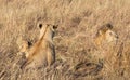 Close up portraits of adult male Sand River or Elawana Pride lion, Panthera leo, with cubs in tall grass of Masai Mara