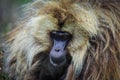 Close up portraits of Endemic Gelada Baboons living in the Simien Mo