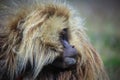 Close up portraits of Endemic Gelada Baboons living in the Simien Mo