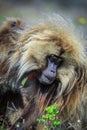 Close up portraits of Endemic Gelada Baboons living in the Simien Mo