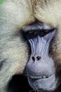 Close up portraits of Endemic Gelada Baboons living in the Simien Mo