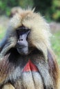 Close up portraits of Endemic Gelada Baboons living in the Simien Mo