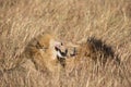 Close up portraits of heads of two Elawana or Sand River male lion, Panthera leo, brothers grooming each others faces