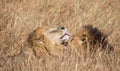 Close up portraits of heads of two Elawana or Sand River male lion, Panthera leo, brothers grooming each others` faces surrounded