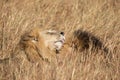 Close up portraits of heads of two Elawana or Sand River male lion, Panthera leo, brothers grooming each others` faces Royalty Free Stock Photo