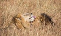 Close up portraits of heads of two Elawana or Sand River male lion, Panthera leo, brothers grooming each others` faces surrounded