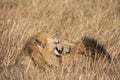 Close up portraits of heads of two Elawana or Sand River male lion, Panthera leo, brothers grooming each other Royalty Free Stock Photo