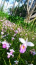 Close up portraits of white and purple flowers