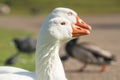 Close up portraits of white swan geese in city park Royalty Free Stock Photo