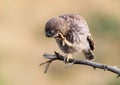 Close-up portraits of a young little owl