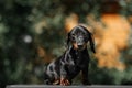 Close up portrate of black dachshund