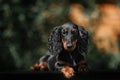 Close up portrate of black longhear dachshund