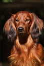 Close up portrate of red Dachshund