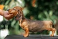 Close up portrate of red dachshund