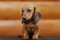 Close up portrate of red dachshund