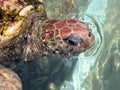 Close-up portret of the Sea Turtle in Cayman Turtle Centre Royalty Free Stock Photo
