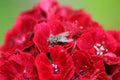 Close up in Portuguese gardens flowers Flox - Dianthus and a Fly. Royalty Free Stock Photo