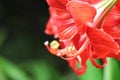 Close up in Portuguese gardens flowers Red LÃÂ­rio Star Gazer.