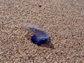 Close Up Of Portuguese Man O War On The Beach