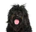 Close-up of a Portuguese Water Dog Royalty Free Stock Photo