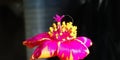 Close up Portulaca Flower