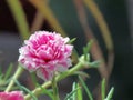 Close up Portulaca flower blossoming in a pot on a bright