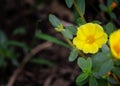 Close up of Portulaca grandiflora, Moss Rose blooming in the garden. Royalty Free Stock Photo