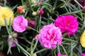 Portulaca grandiflora, Moss Rose, Sun plant or Sun rose with water drop on petals. Royalty Free Stock Photo