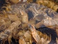 Close up of a pot boiling shrimp shell husks to make a seafood infused cooking stock Royalty Free Stock Photo