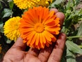 Close up of Pot Marigold flower.Pot Marigold flower.Marigold Flower.Mexicane Marigold flower.Beauti Door Marigold flower.