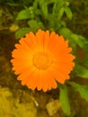 Close up of Pot Marigold flower.Pot Marigold flower.Marigold Flower.Mexicane Marigold flower.Beauti Door Marigold flower.